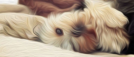 Oil-Paint-Filter-in-Photoshop-CS6 Oil-Paint-Filter-in-Photoshop-CS6