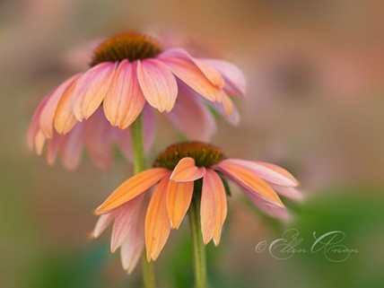 Photoshop-CS6-Blur-Gallery-Tutorial Photoshop-CS6-Blur-Gallery-Tutorial