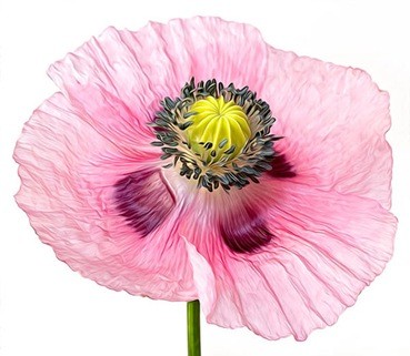 Using-The-Oil-Paint-Filter-In-Adobe-Photoshop-CS6 Using-The-Oil-Paint-Filter-In-Adobe-Photoshop-CS6